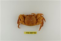 藏品(鱗形斜紋蟹)的圖片